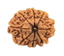 Eight Mukhi