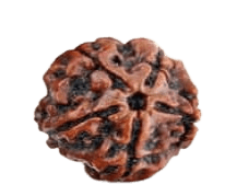 Five Mukhi