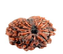 Fourteen Mukhi