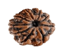 Nine Mukhi