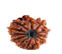 Twelve Mukhi